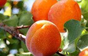 Apricot Diet