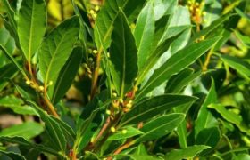 Healing oil from the laurel.