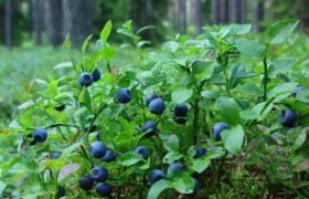 Blueberries will prevent cirrhosis of the liver.